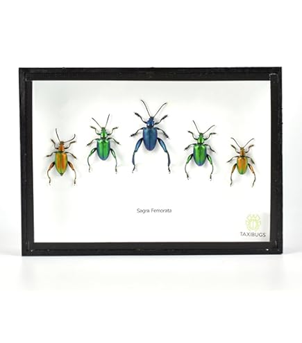 昆虫標本 Amazon.com: TAXIBUGS 3 寶石甲蟲(胸蟲Aeguisignata) – 保存的